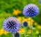 Globe Thistles