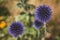 The Globe thistles Echinops plant