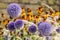 Globe thistles in  a garden in summer