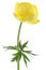 Globeflower