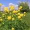 Globeflower