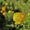 Globeflower