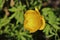 Globeflower