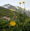 Globeflower and the three Sisters; view of Eiger, Jungfrau and MÃ¶nch in Switzerland