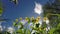 Globeflower (Trollius) blooms on a bright blue sky