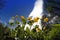 Globeflower (Trollius) blooms on a bright blue sky background