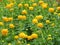 Globeflower -Trollius chinensis