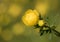 Globeflower Trollius europaeus blooms in yellow blossoms