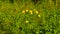Globeflower - Trollius europaeus L.