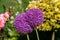 Globemaster allium flowers in full bloom