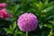 Globemaster allium flowers in full bloom