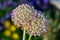 Globemaster allium flowers in full bloom