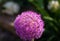 Globemaster allium flowers in full bloom,