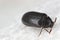 Globicornis emarginata. Rarely observed beetle of the skin beetles family Dermestidae.