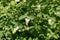 Globose berries and pink flowers of snowberry in July