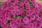 Globose bush of deep pink Chrysanthemums in bloom in October