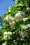 Globose corymbs of flowers of Viburnum opulus