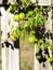 Globose vine, cardiospermum halicacabum, in the garden