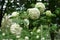 Globose white inflorescences of Viburnum opulus sterile