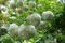 Globose white inflorescences of Viburnum opulus sterile in May