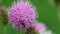 Globular Bull Thistle, Cirsium vulgare. Considered a noxious weed in North America