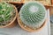 Globular cactus, ornamental tree on Flower pot.