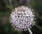 globular donkey thistle