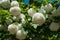 Globular flower heads of snowball bush