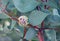 Globular flower and large blue green leaves of the Australian native Sea Urchin Hakea, Hakea petiolaris, family Proteaceae