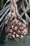 A globular fruit cluster of the nipa palm
