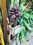 A globular fruit cluster of Nypa fruticans or Nipa palm or Mangrove palm.