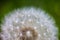 Globular head of seeds with downy tufts of the dandelion flower