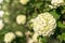 Globular inflorescences decorative Viburnum