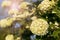 Globular inflorescences decorative Viburnum