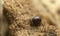 Globular springtail, Collembola on wood