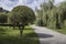 Globular trimmed willow trees