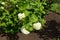 Globular white inflorescences of Viburnum opulus sterile