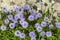 Globularia cordifolia