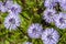 Globularia cordifolia