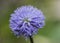 Globularia nudicaulis beautiful bluish purple flowers of the family Globulariaceae