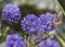 Globularia nudicaulis beautiful bluish purple flowers of the family Globulariaceae