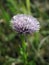 Globularia Punctata flower close up