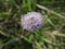 Globularia Punctata flower close up