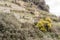 Gloden wattle tree on Mediterranean coast slope near Monterosso, Italy