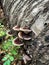 Gloeophyllum sepiarium mushroom on the tree into the forest