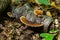 Gloeophyllum sepiarium mushroom on the tree into the forest. Rusty gilled polypore