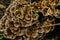 Gloeophyllum sepiarium mushroom on the tree into the forest. Rusty gilled polypore