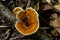 Gloeophyllum sepiarium mushroom on the tree into the forest. Rusty gilled polypore