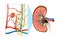 Glomerulonephritis GN