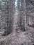 Gloomy birch forest